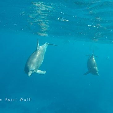 neues Video: Delfine Herzberührung im offenen Raum